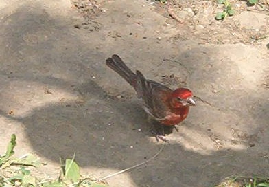 Purple Finch - Since putting in another bird feeder, I've had a good number of purple finch and other types of birds visiting throughout the day.  I still don't know why they call them purple finch because the male is red and the female is brown/gray.