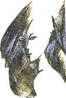 versage - perfume