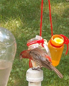 Purple Finch at Hummingbird Feeder -  Before I put the other bird feeder up, this funny little male purple finch was bound and determined that there was something good for him at the hummingbird feeder. He often climbed on the feeder, even bending all the way over to look underneath.