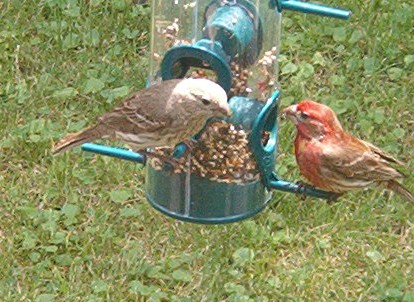 Purple Finch Family Dinner - A pair of male and female purple finch that I see throughout the day at my feeders. I know of at least two pair as I've seen four at a time here.