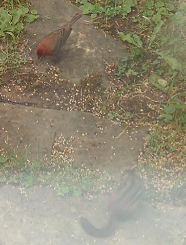 Finch and Furry Friend - This purple finch decided to hop down and feast on the crumbs and was soon joined by a furry friend. The photo was taken from my office window, hence the blur at the bottom.