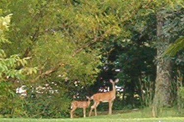 Doe and Her Fawn - This doe and fawn came strolling through and I was fortunate enough to grab the camera quickly to snap a picture.

