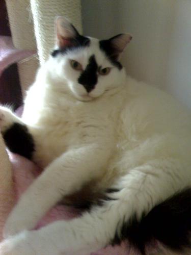 baobei - does he look like a panda?