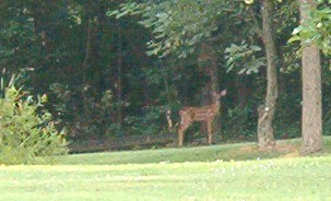 Young Fawn - Momma Doe had just walked away a few paces so I was able to get this picture of Little Fawn on its own.