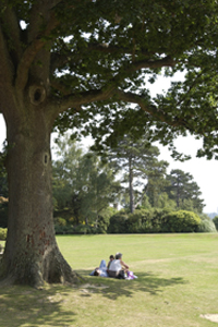 Sitting Under Beech Hurst Oak - People sitting in the shade of the big oak tree in Beech Hurst Park.