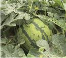 watermelon - here is one of my watermelons!
