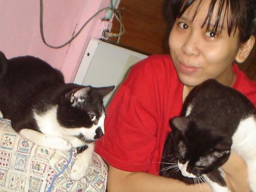 my cats - these are my other 2 cats. cuddly spoiled and playful. they all want to hund mouse in the house even cockroach. they are so gorgeous. fights with each other sometimes. but easy to control. they bathe twice a week. i used medicated soap for their flea.