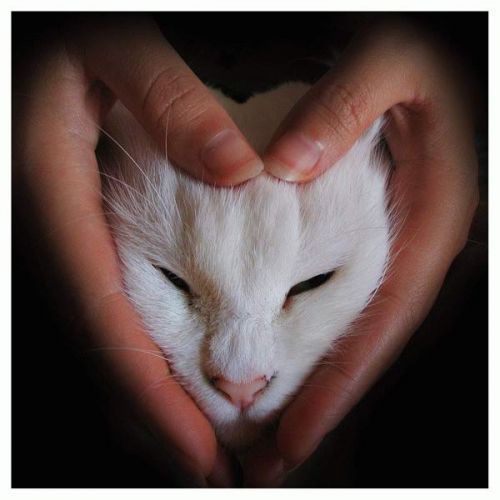 love cats - A photographic interpretation of loving cats.