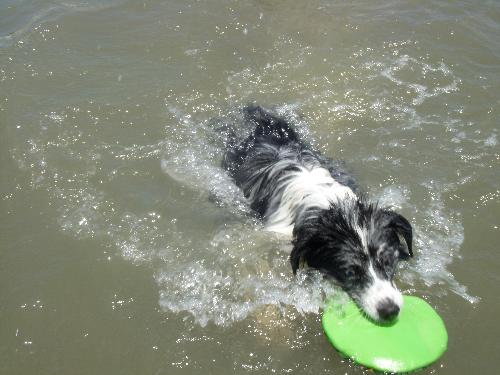 Bella at the dog beach - This is my beautiful puppy at the dog beach swimming in the water!