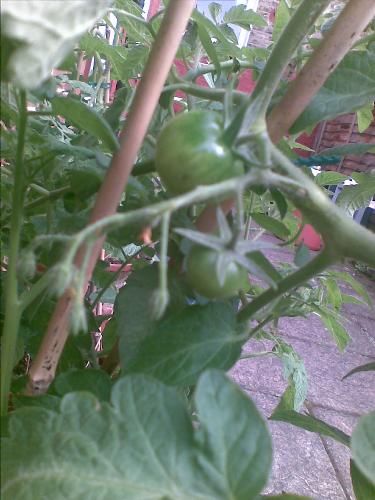 Green tomatoes - I'm waiting for them to turn green!