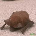 A Bat - The bat is in the house!