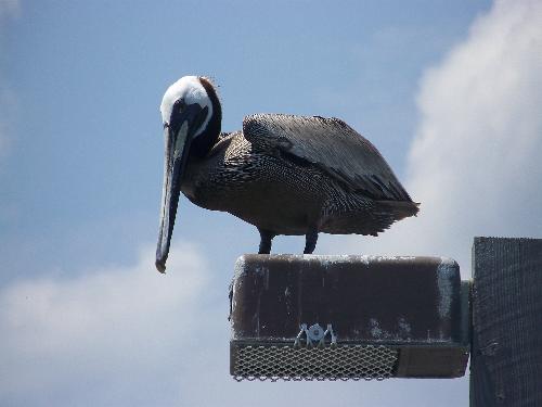 pelican - This is a pelican I shot pics of on the pier at topsail island, north carolina. it sat perfect for my shot.