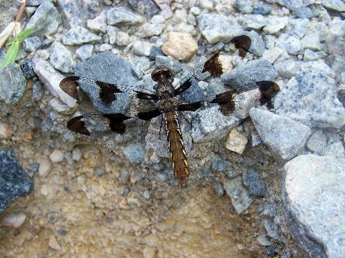 dragonfly on a rock - What a beautiful dragonfly this was. Any ideas?