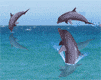 photo - which is the largest fish in the world photo - which is the largest fish in the world