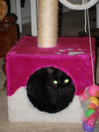 Ebony cat hiding - Ebony cat hiding in cat pole