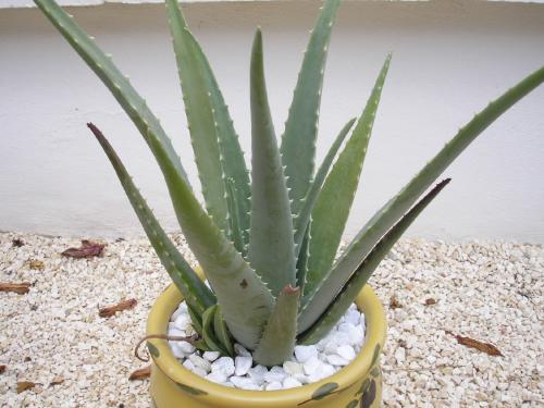 Aloe Vera Plant - this is my new Aloe Vera plant...i am sooo happy it has lots of medicinal value too..