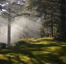 Green Nanital - Green forest and meadows of Nanital so fresh and enchanting..my hometown