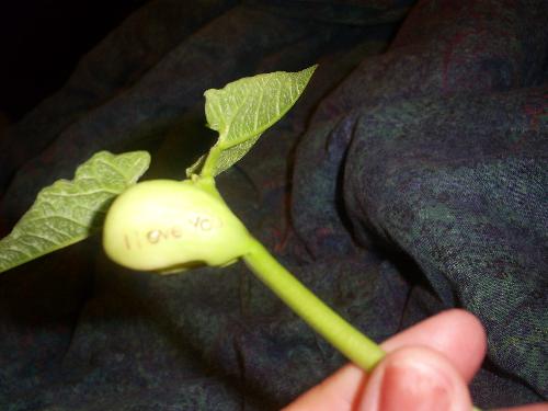 Love Bean plant - This is a cute little plant to give to someone as a special way of saying 'I Love You'!!!