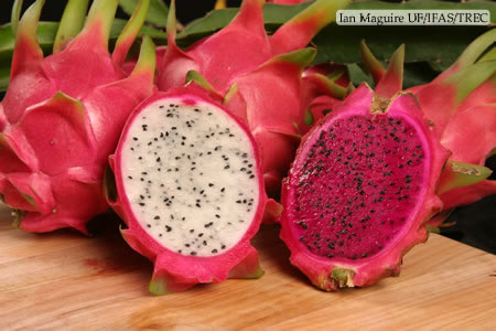 Dragon fruits - Dragon fruits image