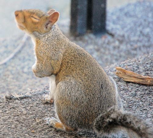 ms piggy - one of the squirrels that live in my backyard