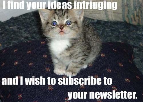 cute kitty cat - a very cute kitty cat comment