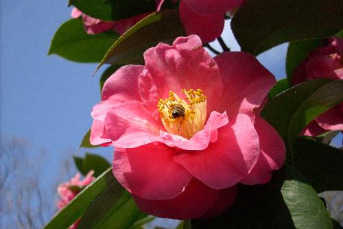 A Flower with a bee - Shot this picture at a friends house in the spring time. Thought it turned out good, just wanted to share it with the my lot group.