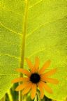 be friends with nature - This leaf and flower altogether brings some peace in me.. Let's just be friends with nature..