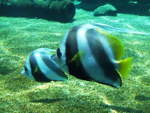 Ushaka Marine - Even fish can show afection...