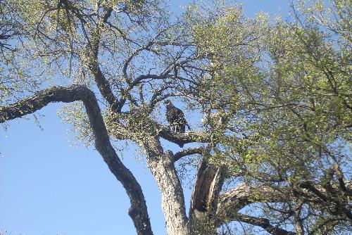 Buzzard in a tree - I took this photo while on vacation in Texas. It is of a buzzared in a tree at Mineral Wells State Park, Mineral Wells, Tx. Do you have any pictures to show me? I would like to see your travel photos I am new here and am trying to figure out how to post pictures in different interest and discussion groups. Other than here at this spot are there other places to post pictures, like in discussion groups here at mylot, or in interest groups, and how do you post one there.  Can someone please explain this to me. Any help would be appreciated. Thanks