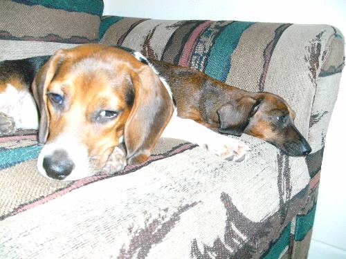 My two Dogs/Kierra and Mia  - These are love of my life along with my boyfriend but my dogs are like my kids. They are spoiled rotten and I can't help and shop for them everytime I go to a store. There so cute and cuddly. One's a weiner dog and the other is a beagle there so sweet. They always keep happy in the darkest of days. There my own little children!!!!
