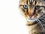 animals psychic sense - Picture of a striped brown cat with white mouth, blue eyes, a tabby and pinkish red nose