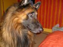 My pooch - My dog Chewy who is nearly 7 years old. He's my first dog and i love him to death he's literally like a kid to me some people just don't get how important pets can be. He loves me unconditionally and spends more time with me than my boyfriend right now he's lay next to me panting his poor little nuts off while my boyfriend sleeps in the next room. Hows that for loyalty!!  PS. We called him chewy after chewbaca (is that how you spell it) in star wars cos he makes the noise and looks like him. He also went through a really bad chewing phase and one point i was missing part of my stairs. Thankfully he grew out of that though phew!!
