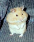 hamster1 - hamsters are cute pet. How about this little pet?