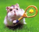 playing tennis - energetic hamster