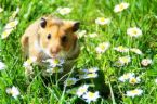 beautiful creature - hamsters are consider as unique and lovable pets