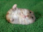 hamster - hamster photo