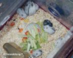 hamsters family - hamsters are eating vegie foods
