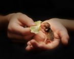 baby hamster - this cute pet likes a new born baby