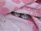hiding the hamster - oh god they are hiding for what??