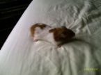 running on the bed - This cute pet hurries on the bed to get breakfast