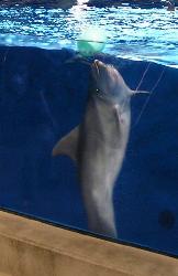 Minnesota Zoo Dolphin - Dolphin