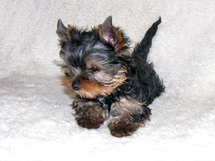 dog - Photo a little dog