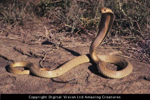 what do u know about snaks ? - do u know that snak have no ears , it does dance just when they see that move :D ,,