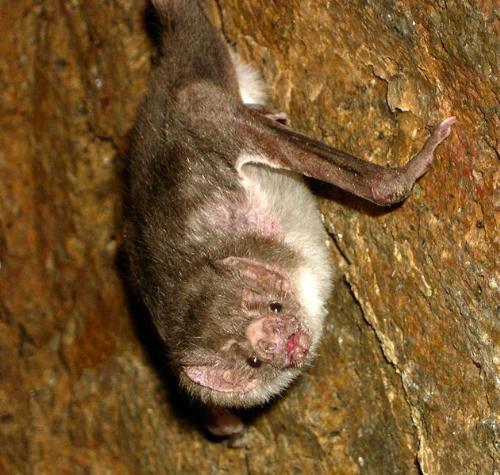 vampire bat - vampire bat in latin america