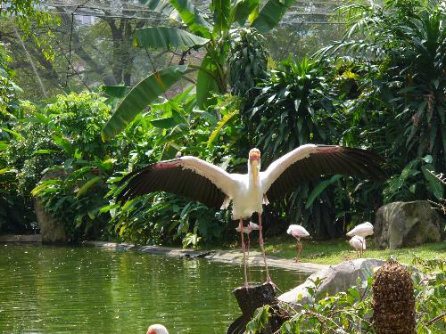 Birds - Dancing happily!