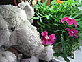 This is Hannibal - He likes to smell the roses, but in this photo he is trying to smell the dianthus flowers that we grew in our first AeroGarden planter. We saw the AeroGardens advertised here on myLot.