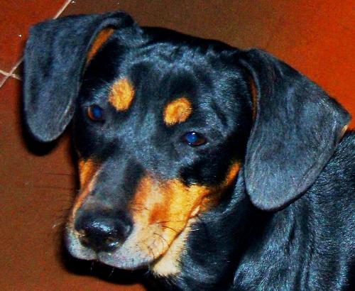 Dachshund - My little one-year-old Dachsund, 'Pippie' - A little devil with a will of her own.