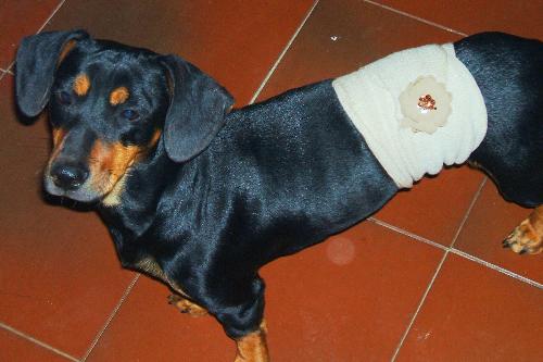 My sweety dachshund 'Pippie' - Pippie has a real happy-go-lucky attitude. The day I took this pic, a piece of barbwire caugth her and she got a nasty cut. I was there to witness it and nearly burst to tears, yet, Pippie didn't even make a sound, as if nothing even happened. Sadly, it happened on a Sunday so I couldn't even take her to a vet for stiches :-(. Hence the bandage.