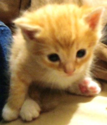 My kitty got babies! - This is one of them. A soft and gentle personality, just like her mom. We called her 'Bambi' - cute huh?