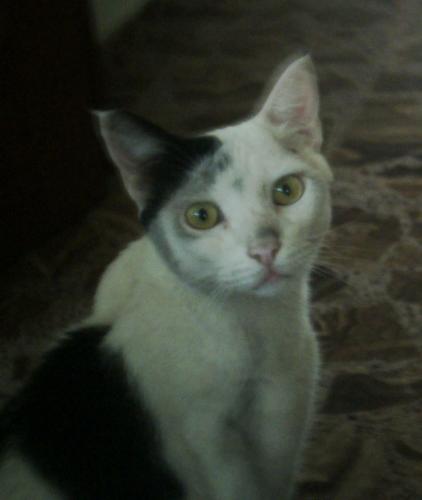 Missing chimney sweep named Salty - He had a sister called Pepper, sadly they have both gone missing, at separate times. I miss them sadly.